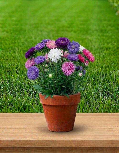 Asters – Sommerblanding