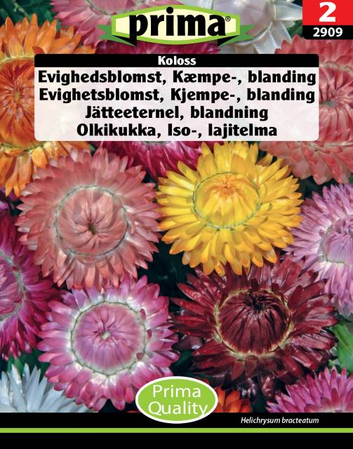 Evighedsblomst – Kæmpeblanding