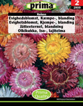 Evighedsblomst – Kæmpeblanding