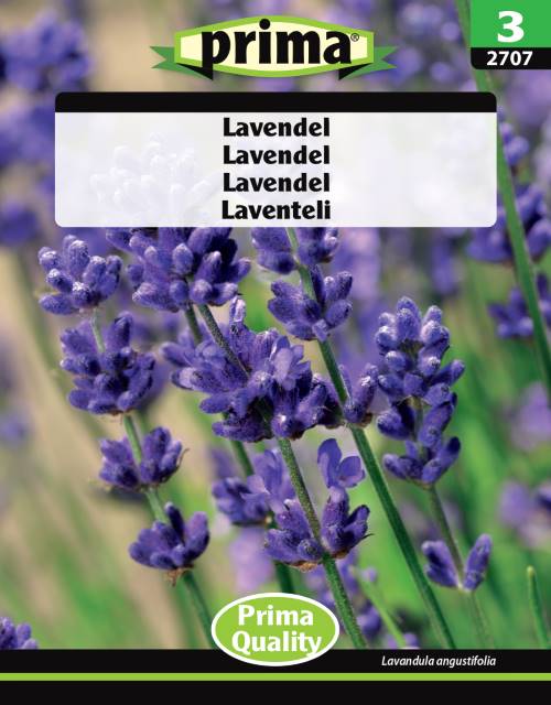 Lavendel