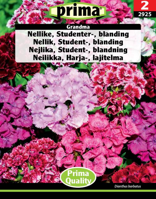 Nellike, Studenter – Blanding