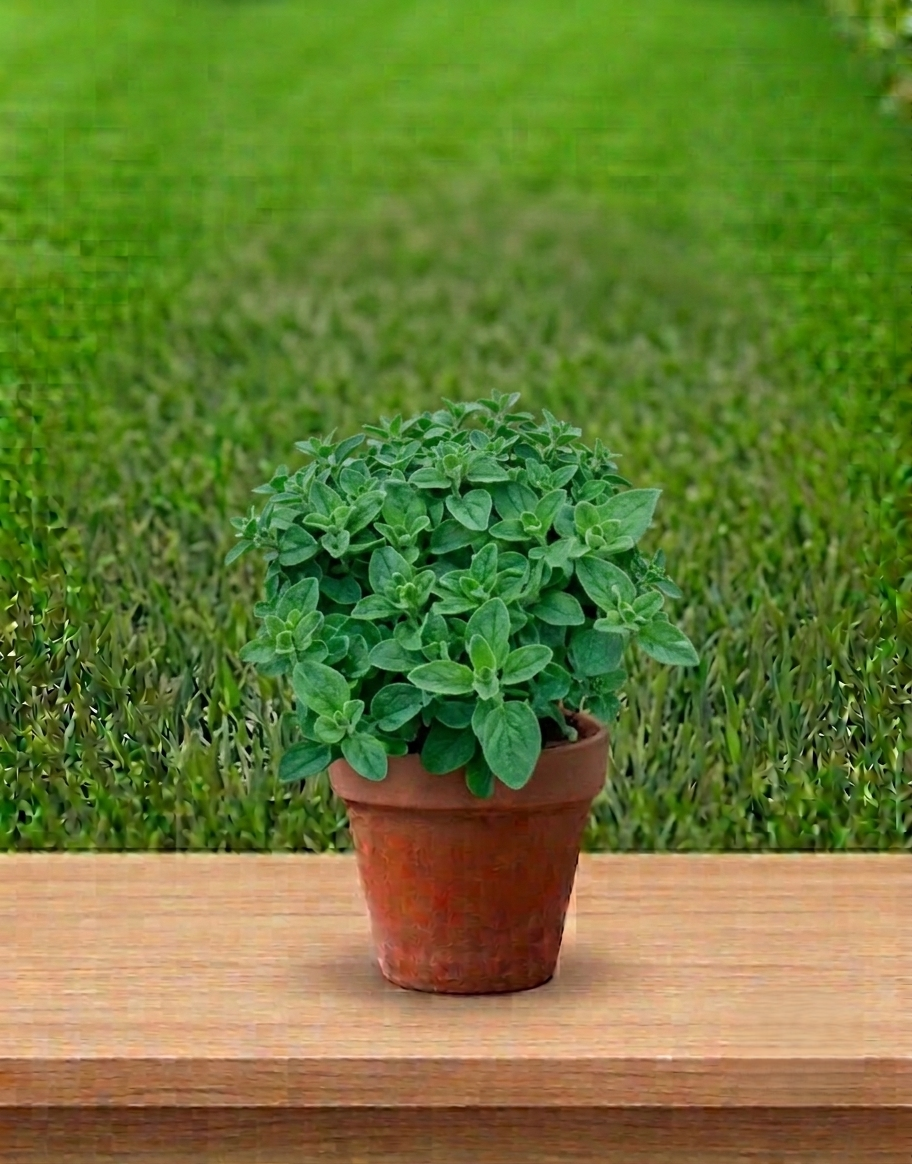 Oregano (vild merian)